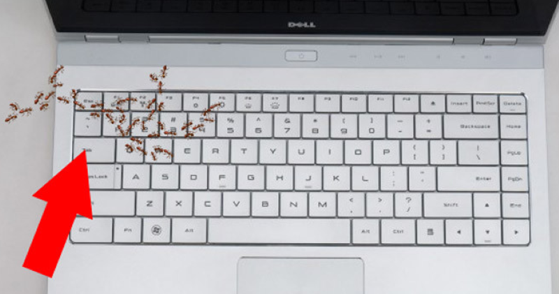 Đâu là nguyên nhân kiến chui vào trong laptop?
